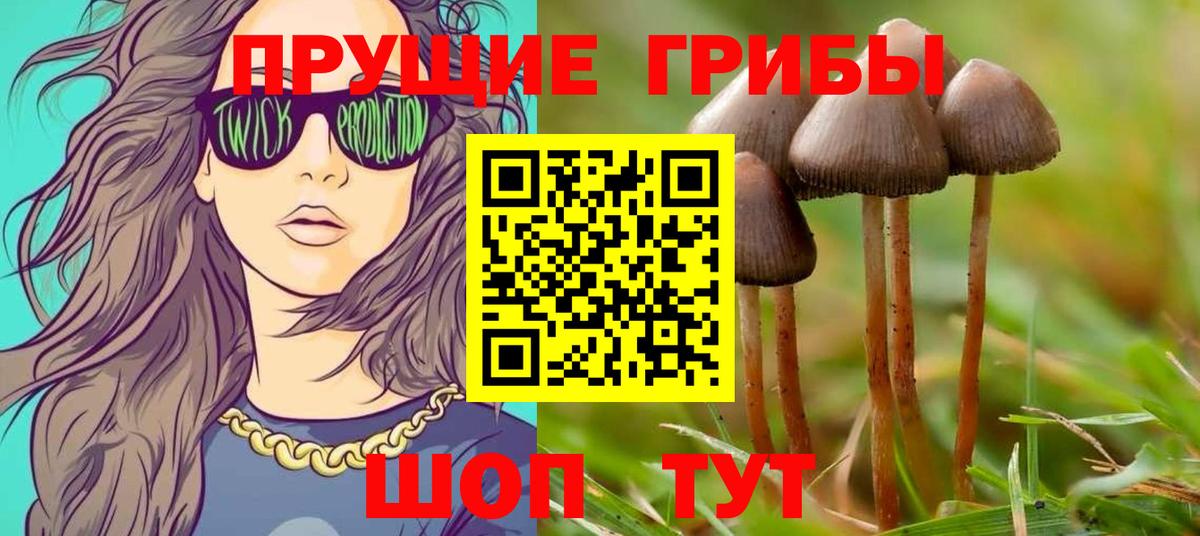 Галлюциногенные грибы Psilocybe Анжеро-Судженск
